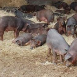 Ganadería de cerdo ibérico en Salamanca 4