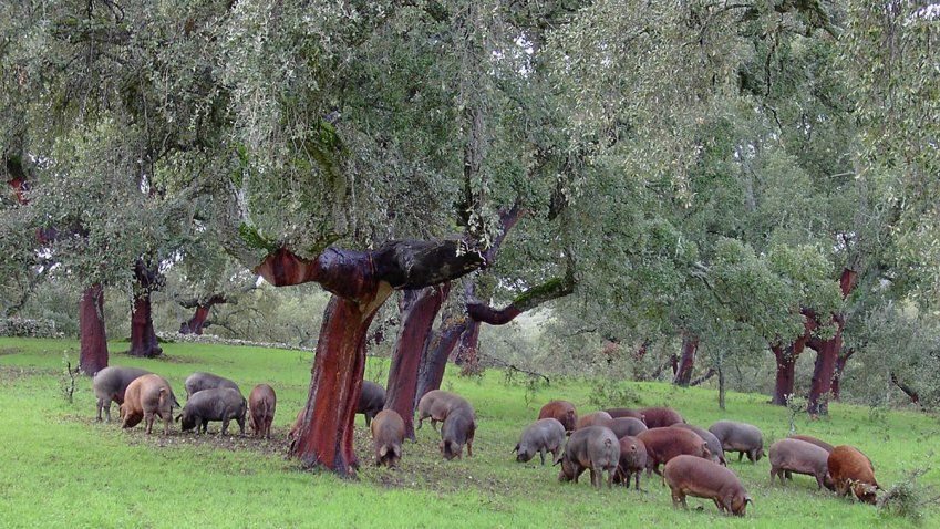 ganadería porcina Salamanca
