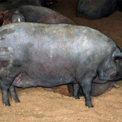 Ganadería de cerdo ibérico en Salamanca 6