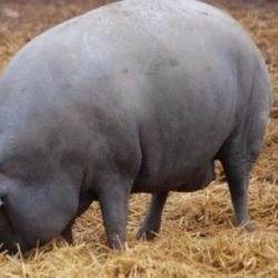 Ganadería de cerdo ibérico en Salamanca 5