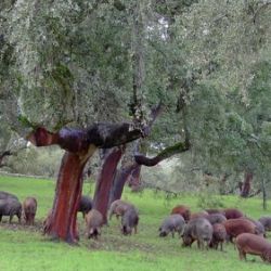 Ganadería de cerdo ibérico en Salamanca 10