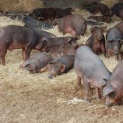 Ganadería de cerdo ibérico en Salamanca 8