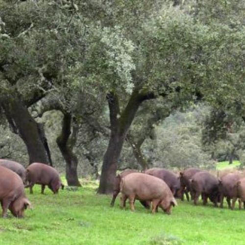 Ganadería de cerdo ibérico en Salamanca 9