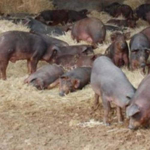 Ganadería de cerdo ibérico en Salamanca 4