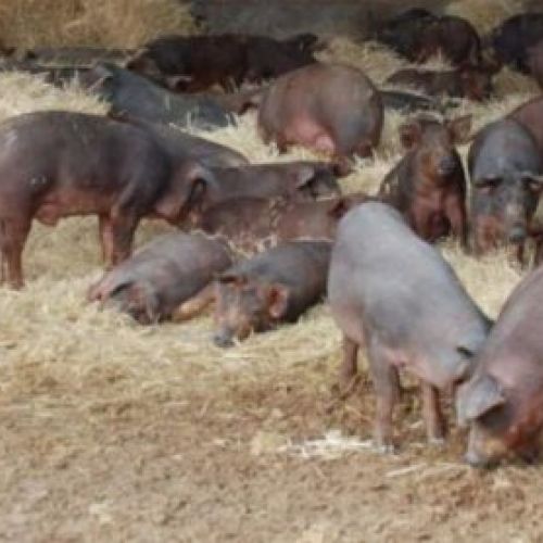 Ganadería de cerdo ibérico en Salamanca 8